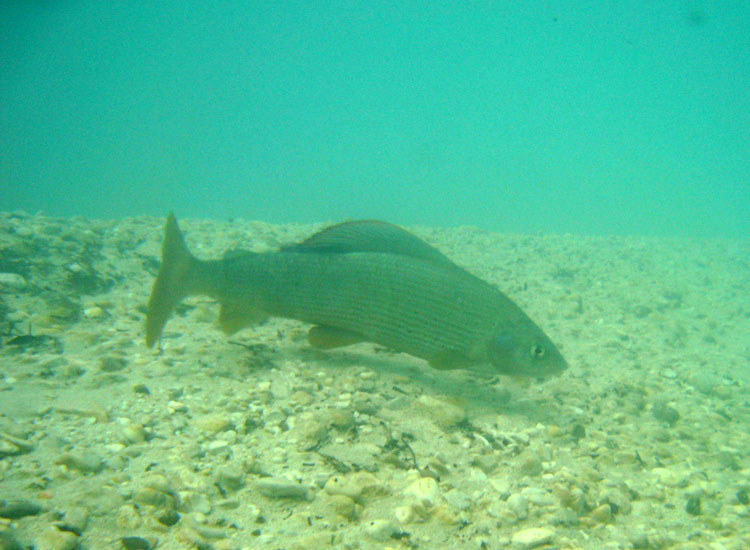 Immersione in fiume sloveno: trota marmorata ed altro...